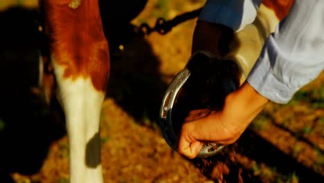médico veterinario examinando a un caballo 4k