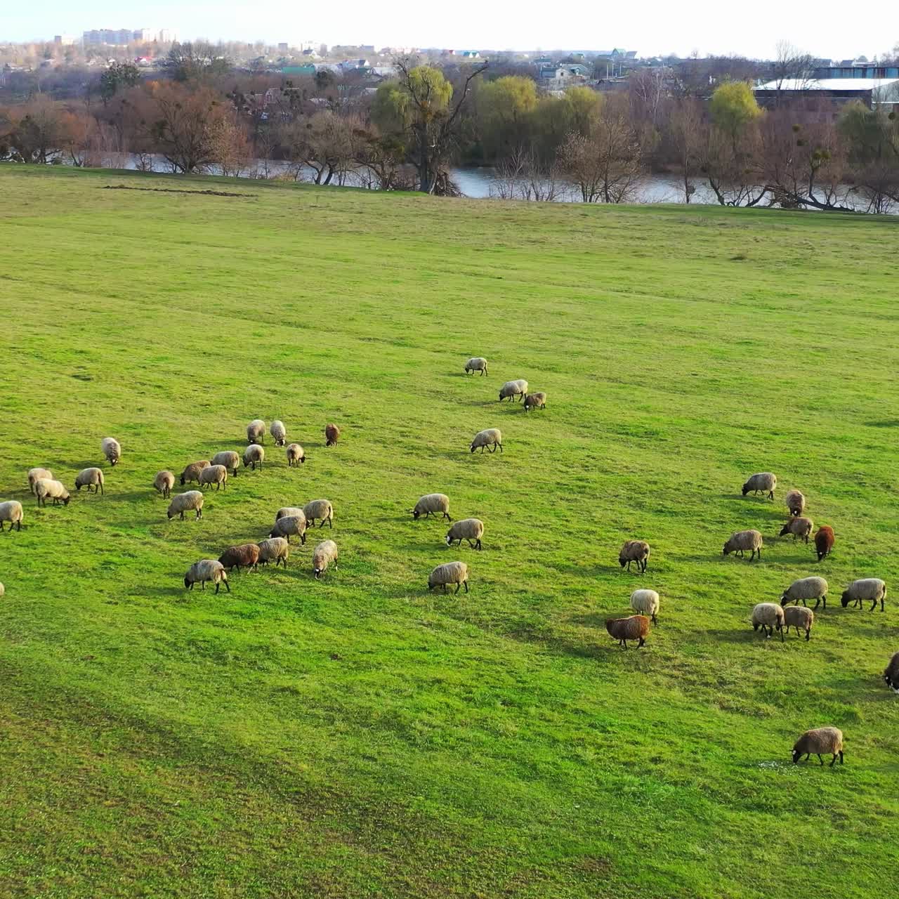 Green meadow with sheep. A lot of sheep grazing on field pasture near the river. Herd of domestic animals eating grass in the countryside. Aerial view.
