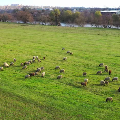 green meadow with sheep. a lot of sheep grazing on field pasture near the river. herd of domestic animals eating grass in the countryside. aerial view.