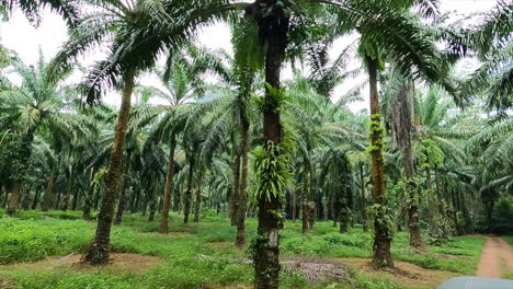 asombroso jardín de palmeras en tailandia