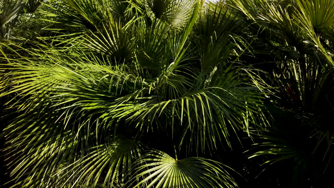 Viftepalme. Isoleret baggrund af palmeblade med kontrasterende sollys og mørke.