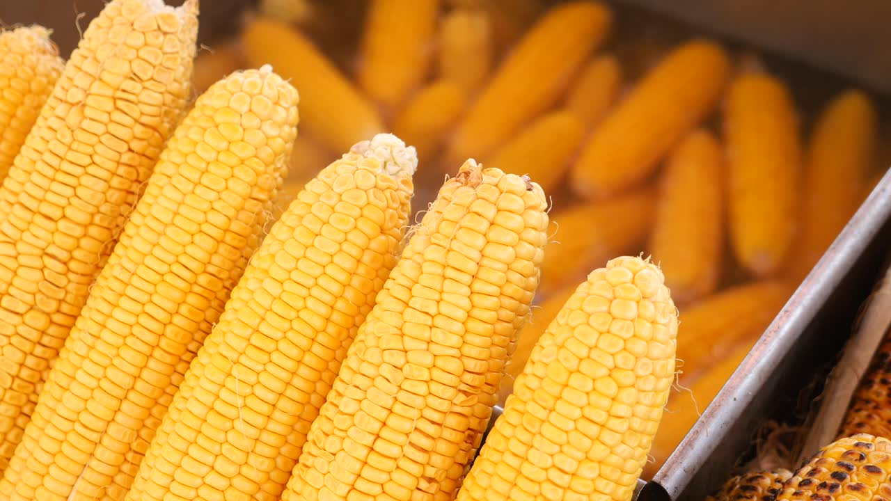 maíz fresco en la mazorca