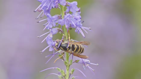 Una-Avispa-Obrera-Recoge-El-Néctar-De-Las-Flores-De-Lavanda-Morada