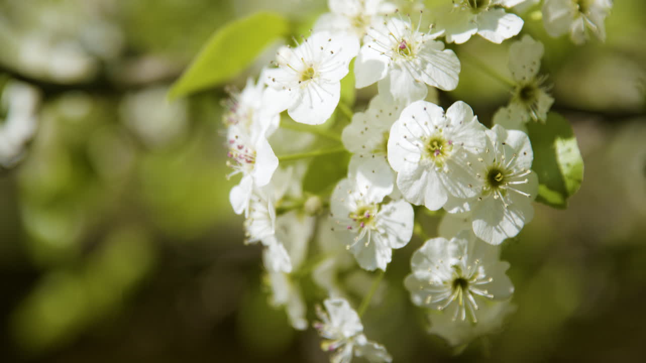 flores en el árbol que soplan ligeramente en el viento