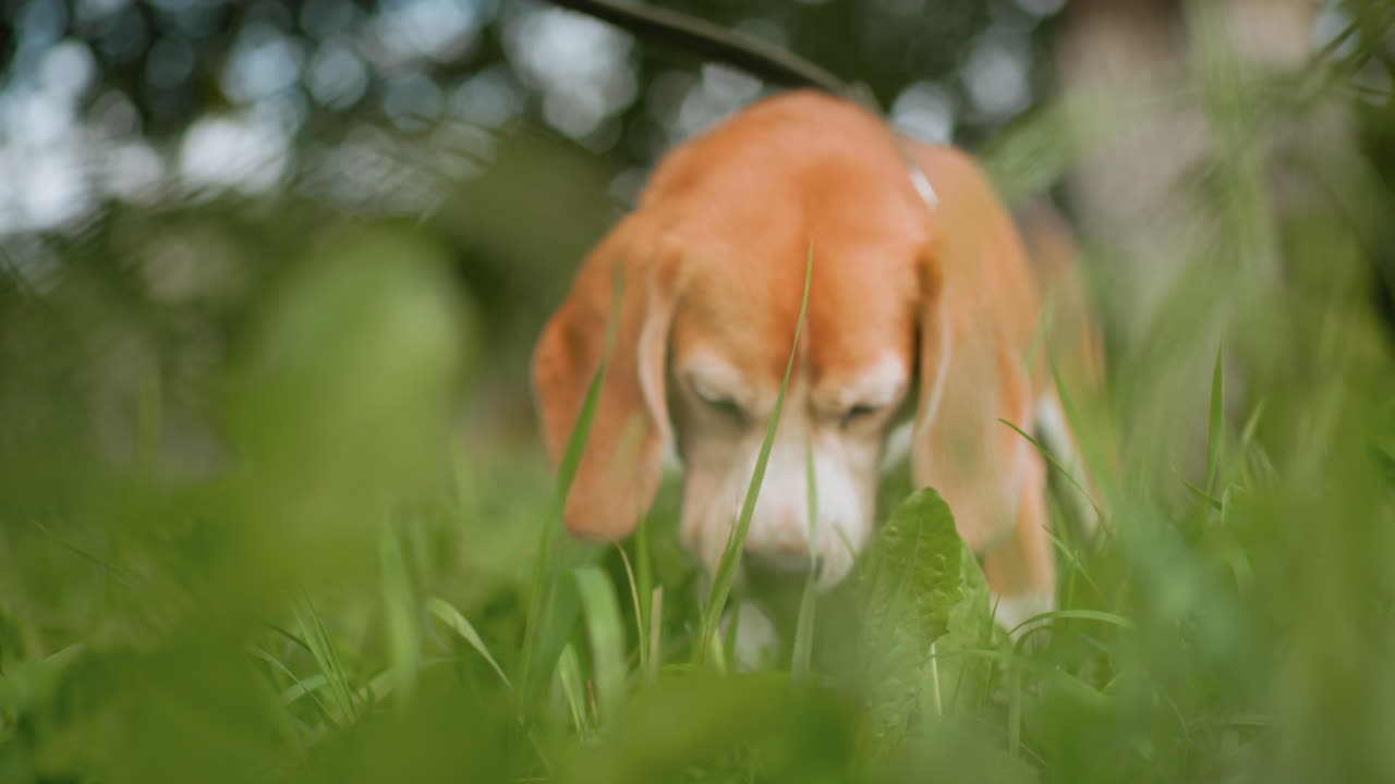 Puppy with soft brown fur eating fresh green grass in vibrant open field during daylight surrounded by blurred background of tall trees and residential buildings creating peaceful outdoor atmosphere