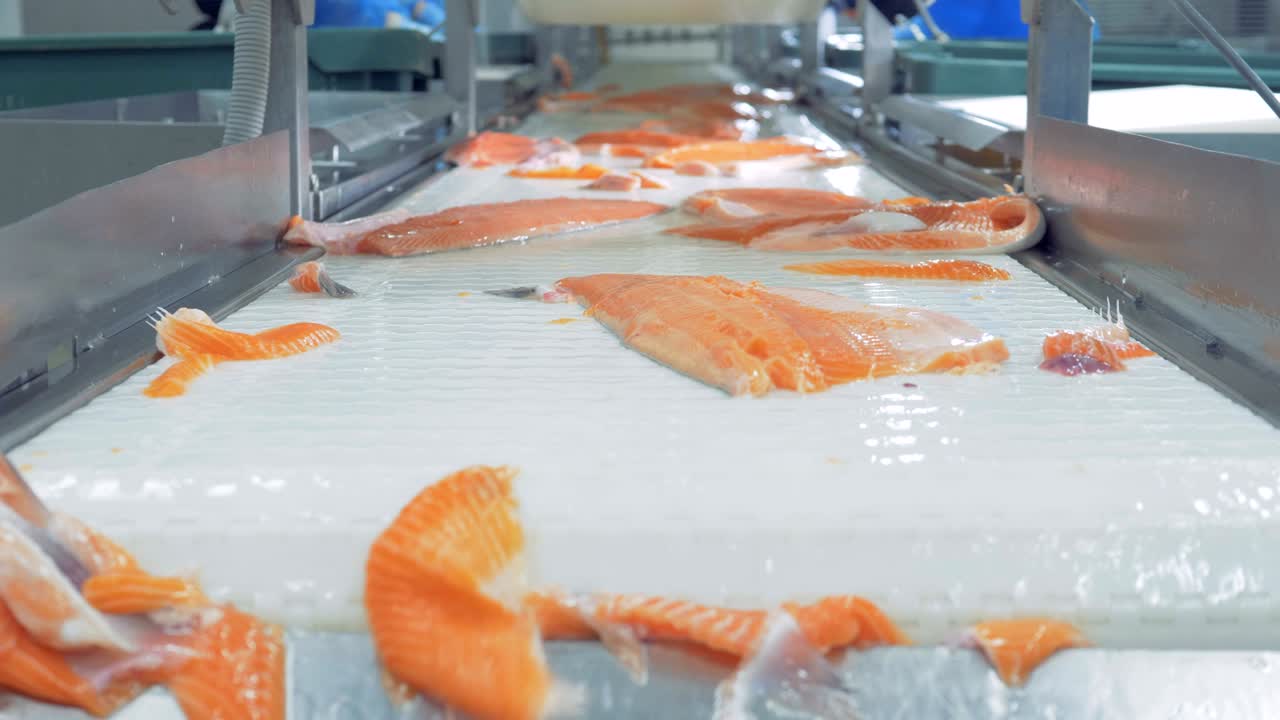 Fish fillet moving on a conveyor, close up.