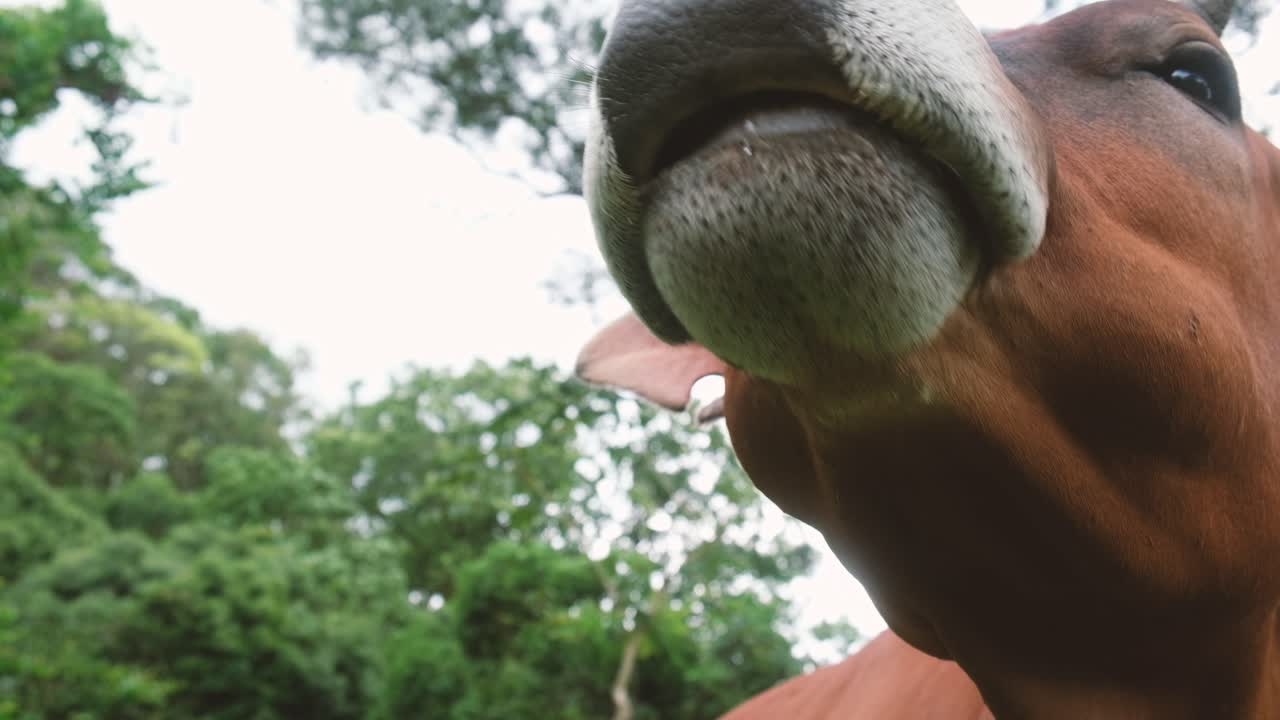 primer plano de una vaca marrón comiendo hierba en un prado verde de verano