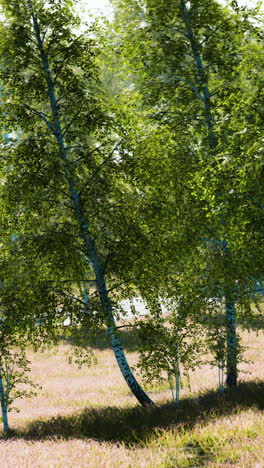 beautiful birch trees in a summer forest