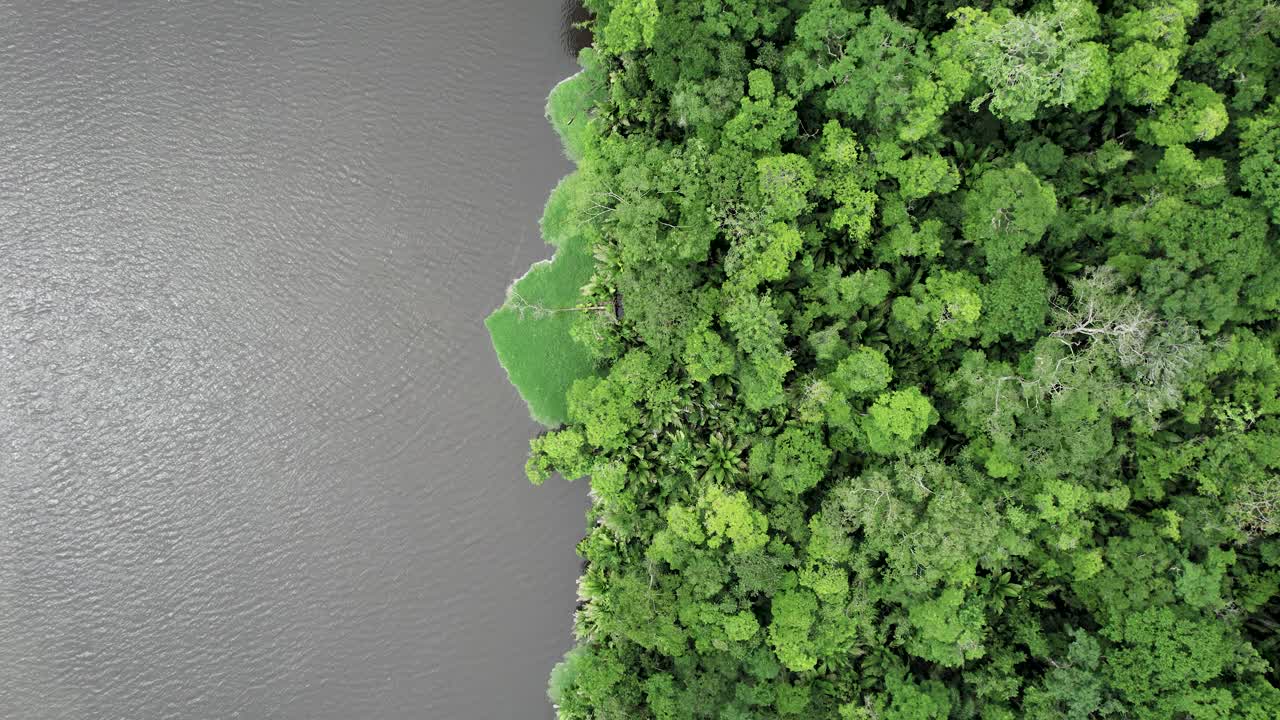 Lush rainforest on shoreline of large jungle river in Costa Rica