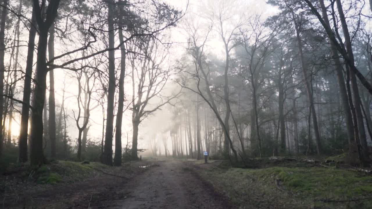 해가 뜨면 안개 은 숲길
