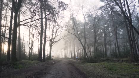 misty forest path at sunrise