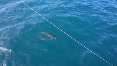 delfín y cría nadando junto al barco 1