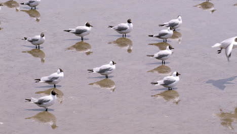 grupo de gaviotas en busca de alimento en una zona inundada cerca del océano