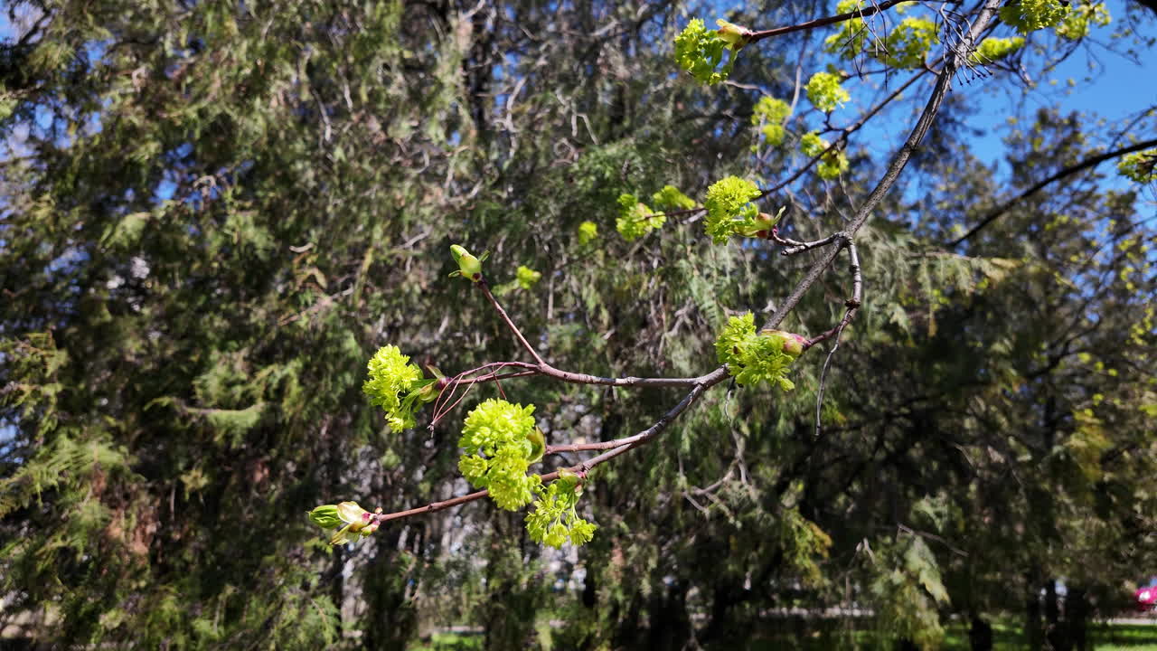 Fresh green maple buds on spring branch