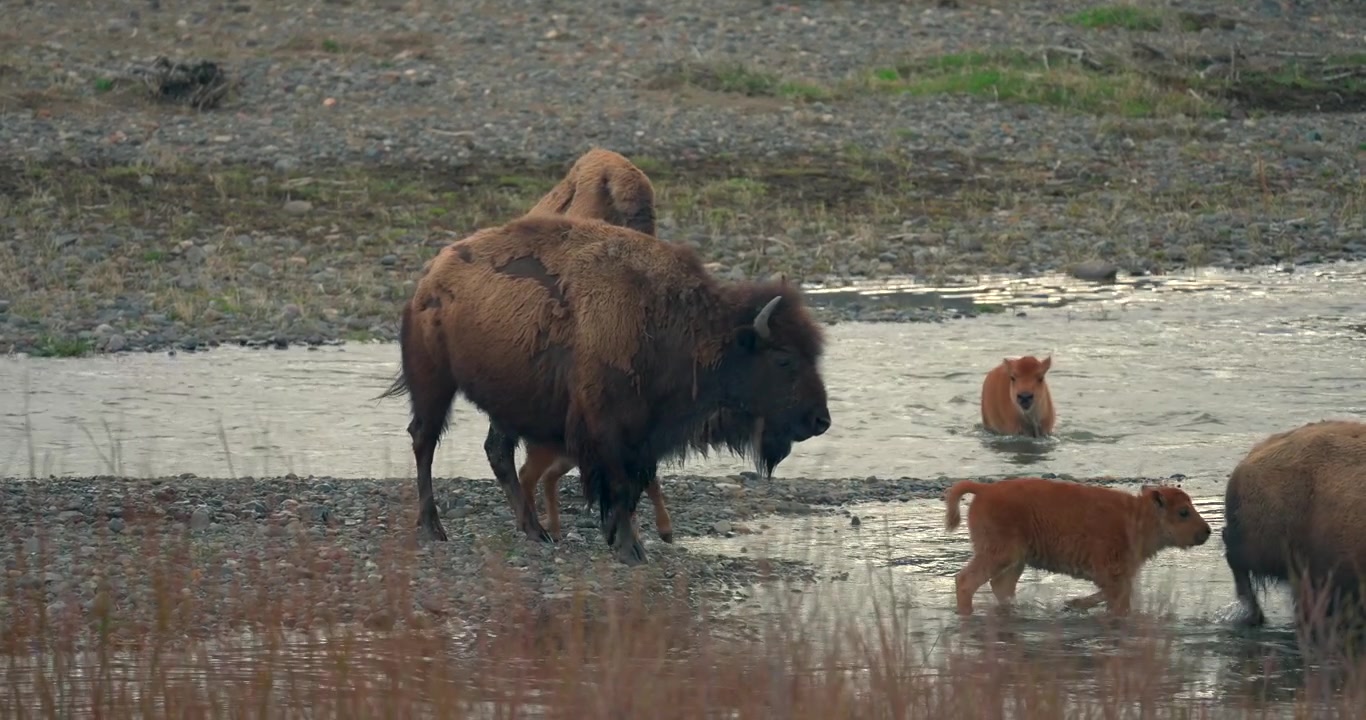 Un bisonte e i suoi vitelli possono essere visti nuotare attraverso un piccolo ruscello.