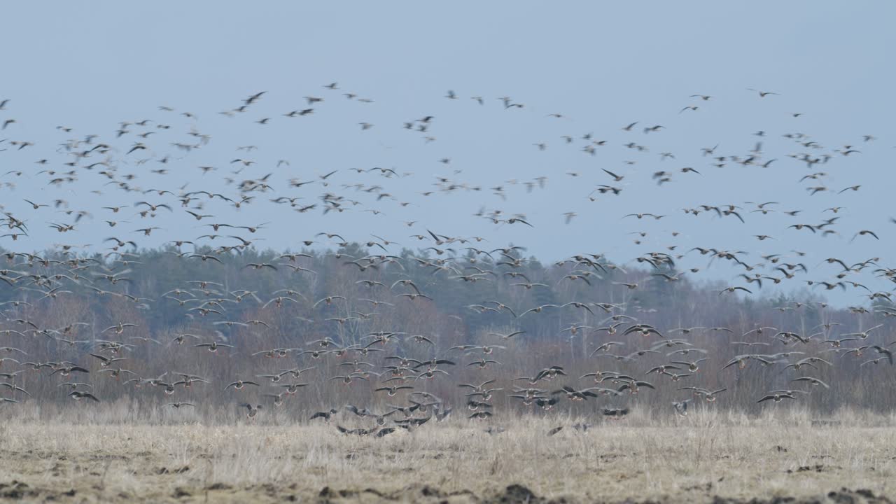 이른 아침 황혼에 봄철 이동하는 동안 기러기들이 들판에서 먹이를 주고 날아다닌다