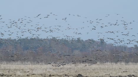 Geese-flock-during-spring-migration-in-early-morning-dusk-feeding-and-flying-on-the-field