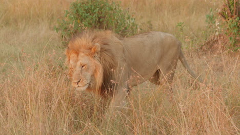 Un-León-Macho-Joven-Está-Buscando-Un-Buen-Lugar-Para-Dormir-La-Siesta-Entre-La-Hierba