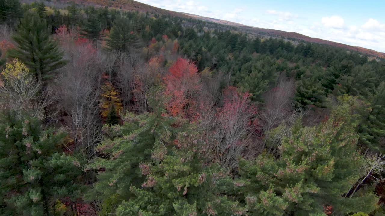 largos fpv árboles de otoño 4k