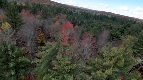 long fpv autumn trees 4k