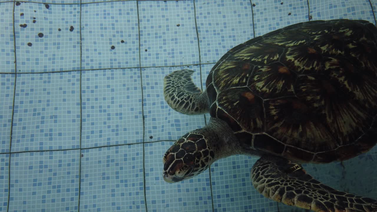 Closeup Sea Turtles Swimming in Southeast Asia Conservation Pool for Marine Wildlife Protection