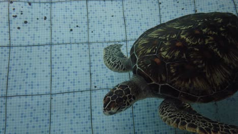 closeup sea turtles swimming in southeast asia conservation pool for marine wildlife protection