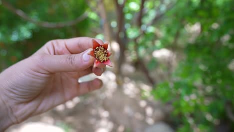 Cerrar-La-Flor-De-La-Flor-De-La-Fruta-De-La-Granada-En-La-Temporada-De-Primavera