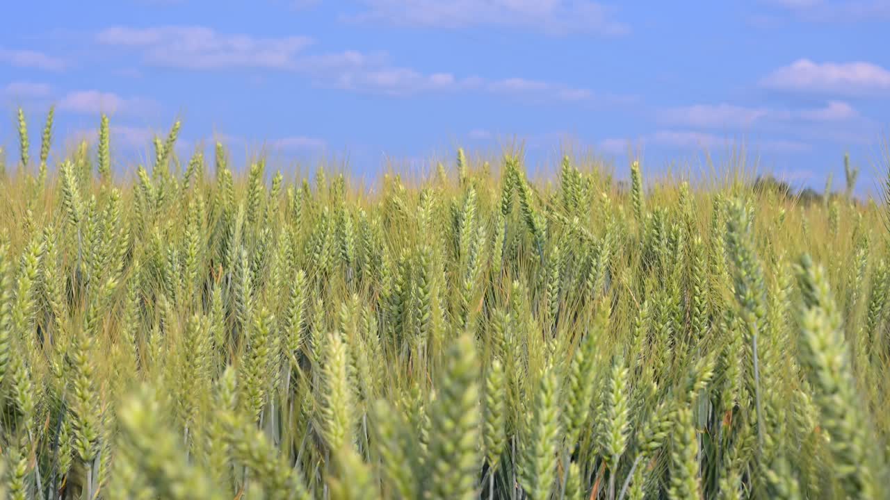 A vibrant wheat field filled with green, immature wheat spikes stretches toward the horizon beneath a bright blue sky. Fluffy white clouds drift above.
