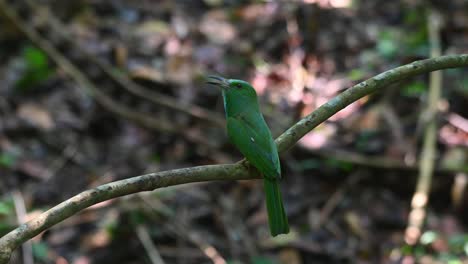 Von-Hinten-Mit-Weit-Geöffnetem-Maul-Gesehen-Und-Dann-Umherschauend,-Blaubärtiger-Bienenfresser-Nyctyornis-Athertoni,-Thailand