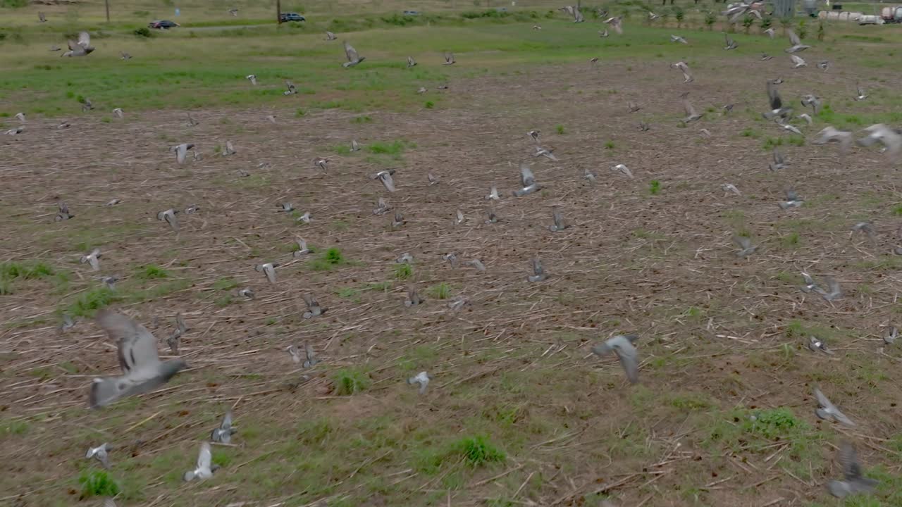태평양에서 날아다니는 새 무리, 환경에 더 깨하고 밝은 미래를 상징하는 바이오 디젤 선플라워
