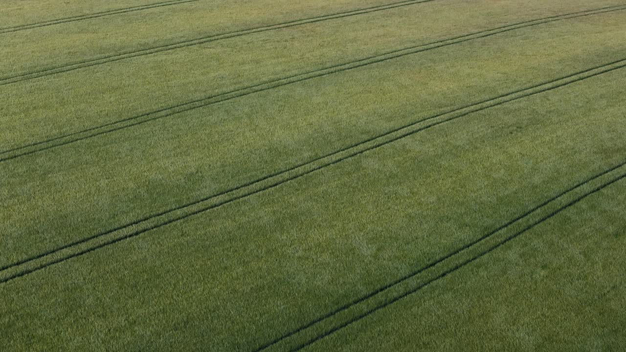 Diagonal aerial pan up across vast green field waving gently in the wind