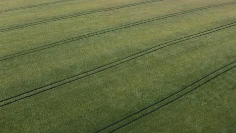 diagonal aerial pan up across vast green field waving gently in the wind