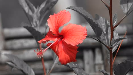 beautiful shoeblackplant flower . .