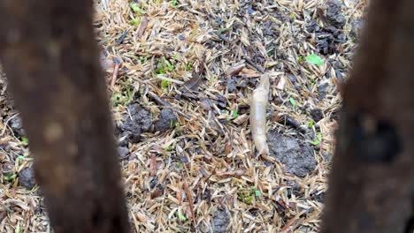 snail without shell is slug rub earth graze and over grazing animal in little garden agriculture pest must to control crops food harmful livestock health worm farmland toxic slow crawl on grass moving