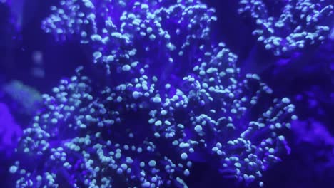 very exciting exotic and rare coral moves underwater