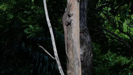 The-Clouded-Monitor-Lizard-is-found-in-Thailand-and-other-countries-in-Asia