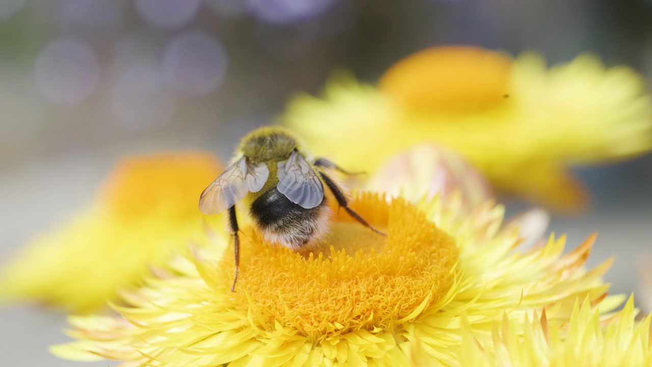 A bumblebee collects pollen and feeds on a vibrant yellow flower in a close-up macro shot, with soft natural lighting and shallow depth of field