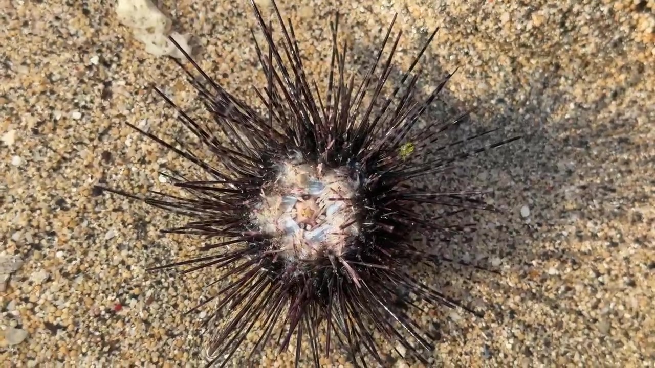 Riccio di mare adagiato sul fondale oceanico sabbioso