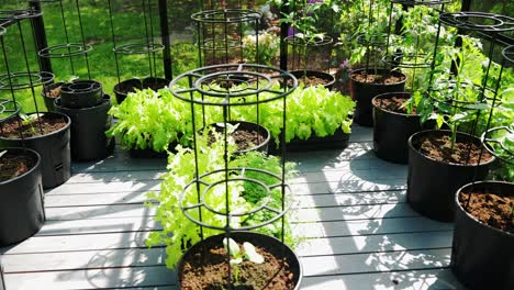 modern greenhouse with dark frame and healthy plants in golden morning light