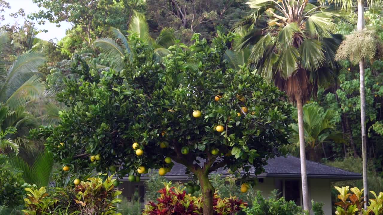 Showing an orange tree in a tropical garden with a bungalow hexagon in the background