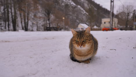 一隻可愛好奇的貓在冬天的雪地外面