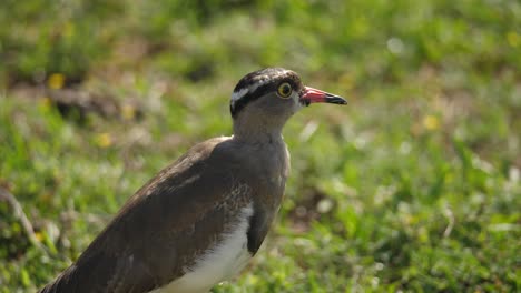 close up profile of crowned lapwing plover looking attentively and then relaxes