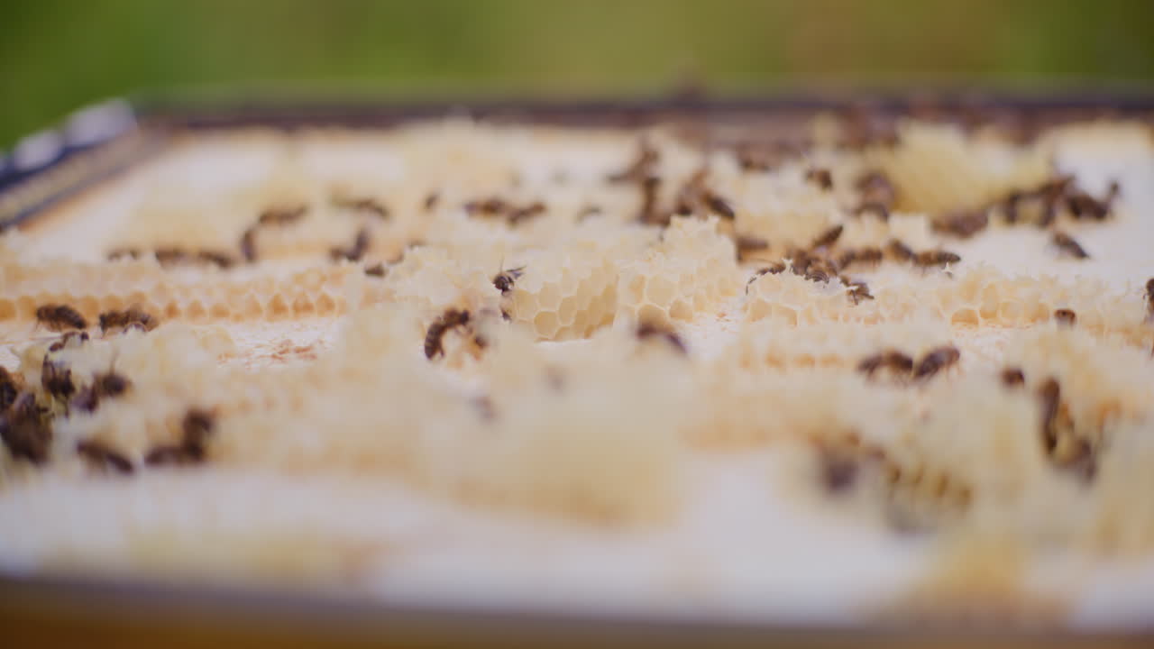 Bees work and produce honey on honey frames in the hive.