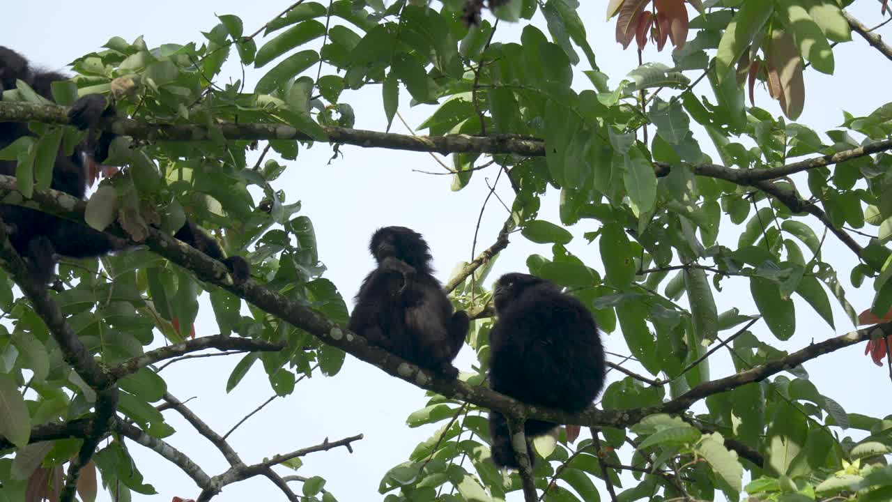 la familia de gibones siamang se relaja en un árbol en la selva tropical