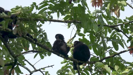 siamang gibbon family relaxes on tree in tropical rainforest