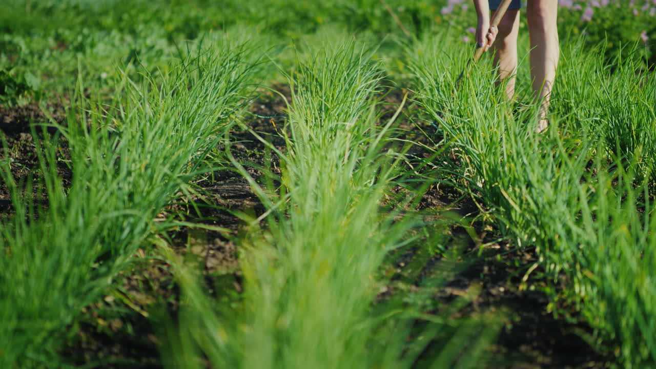 한 여성이 농장 개념 4k vid로 잡초를 파괴하는 친환경 제품을 제거하는 양파 침대를 제초하고 있습니다.