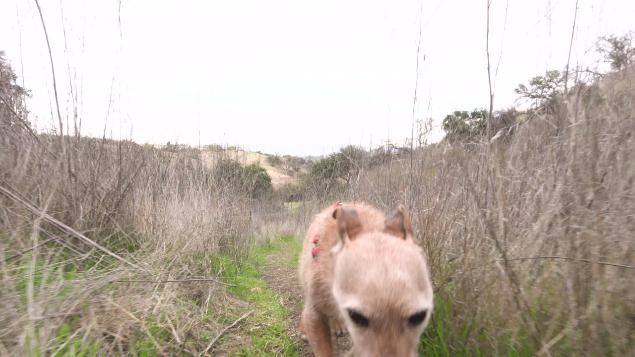 Un simpatico Norwich Terrier segue la telecamera.