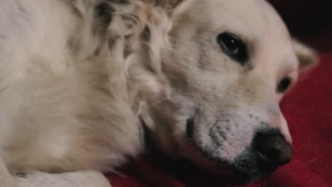 sleepy dog, a very expresive white dog