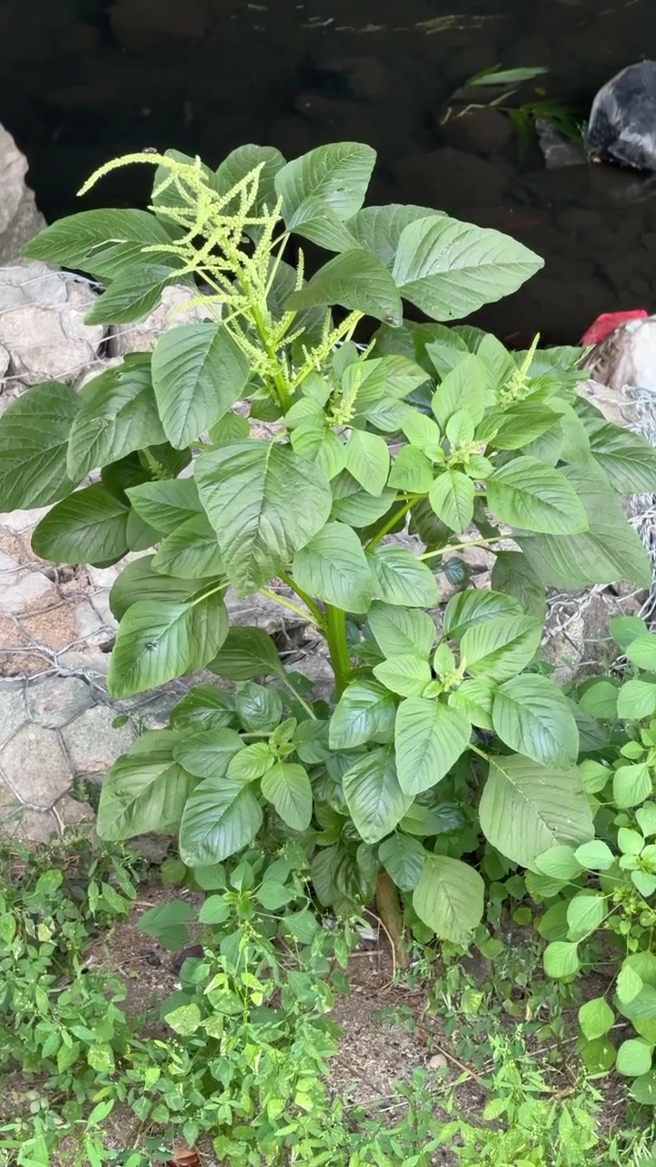 Pianta di amaranto verde che cresce vicino alla riva rocciosa di un ruscello
