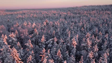 latvian firs in winter in the morning light